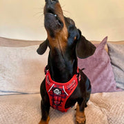 Rugged Rover™ Harness - Red Tartan